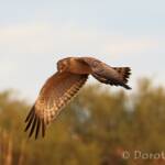 Spotted Harrier (Circus assimilis)