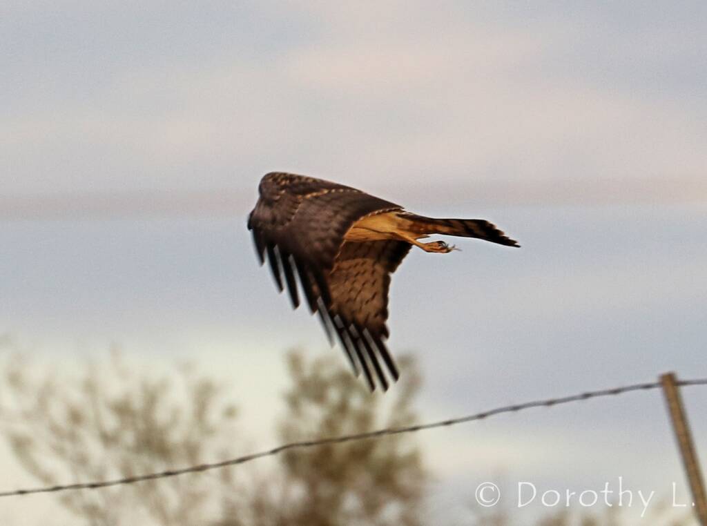 Spotted Harrier (Circus assimilis)