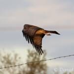 Spotted Harrier (Circus assimilis)
