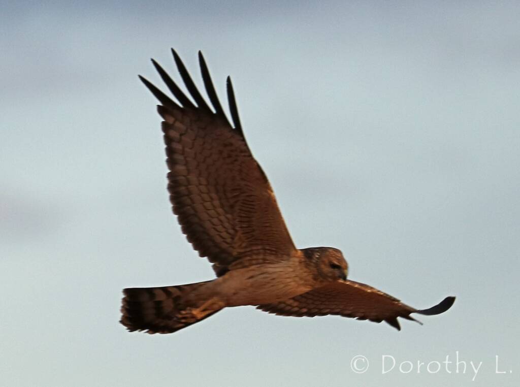 Spotted Harrier (Circus assimilis)