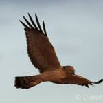 Spotted Harrier (Circus assimilis)