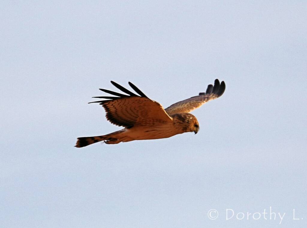 Spotted Harrier (Circus assimilis)