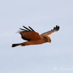 Spotted Harrier (Circus assimilis)