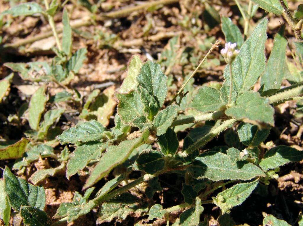 Tar Vine (Boerhavia coccinea)
