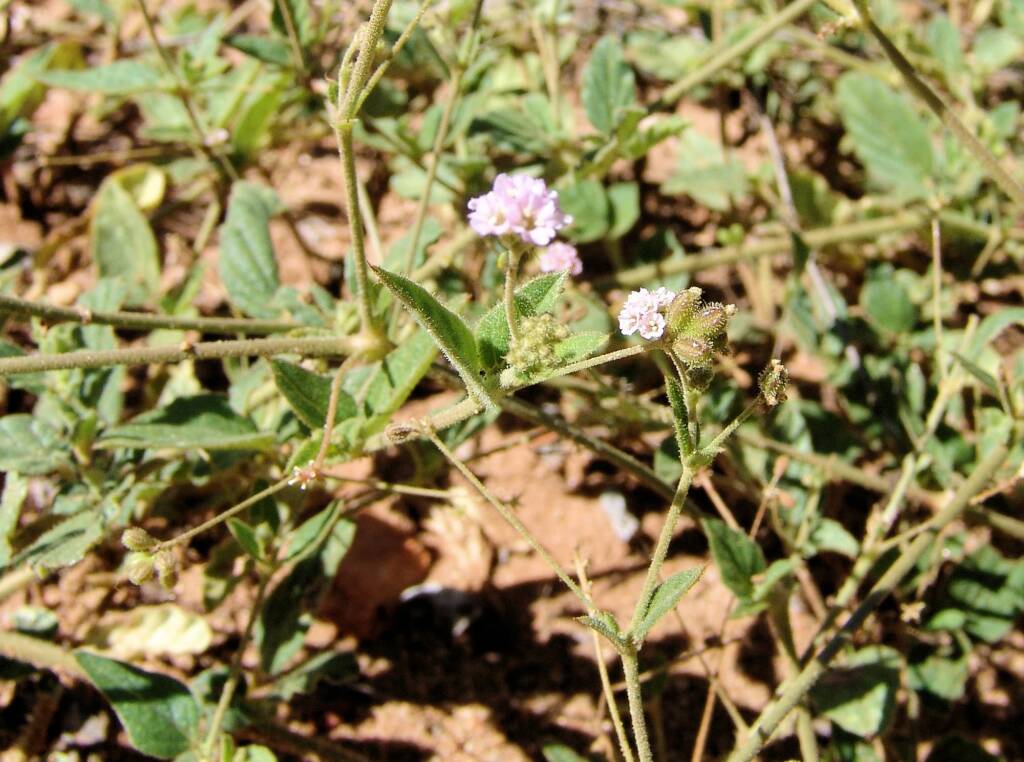 Tar Vine (Boerhavia coccinea)