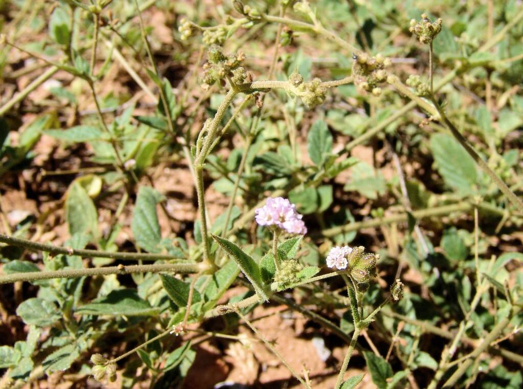 Tar Vine (Boerhavia coccinea)