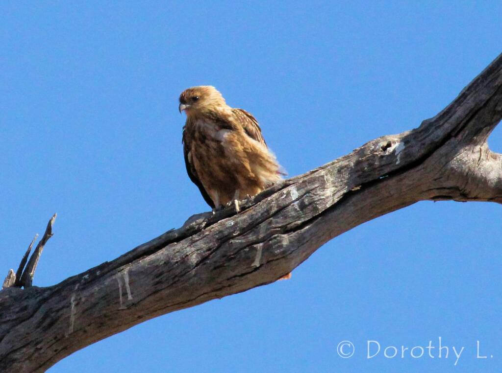 Whistling Kite (Haliastur sphenurus)