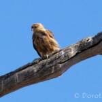 Whistling Kite (Haliastur sphenurus)