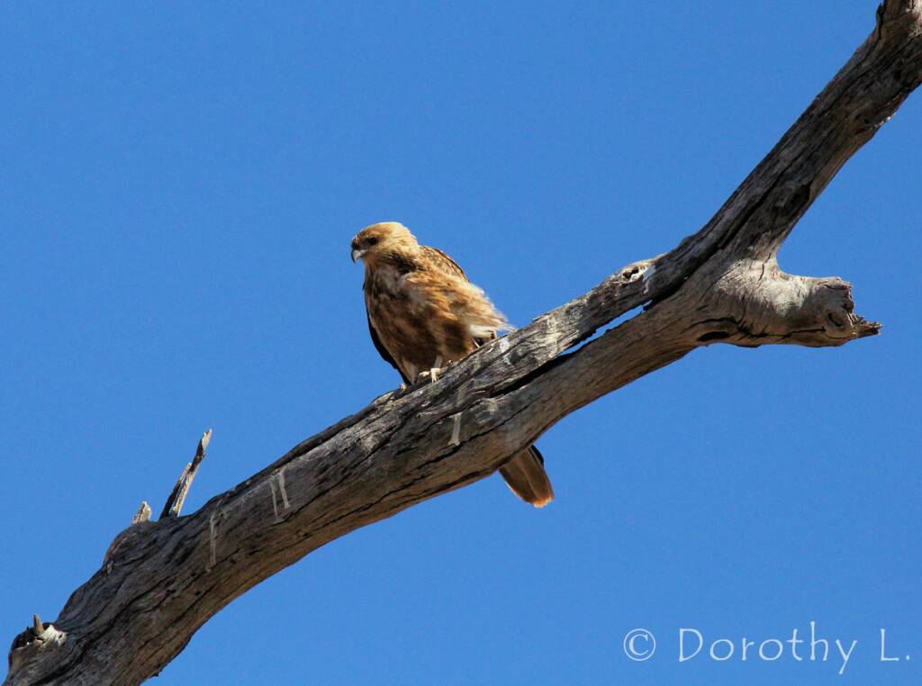 Whistling Kite (Haliastur sphenurus)