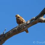 Whistling Kite (Haliastur sphenurus)