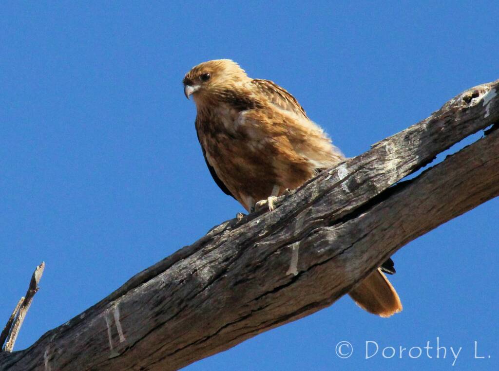 Whistling Kite (Haliastur sphenurus)