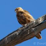 Whistling Kite (Haliastur sphenurus)