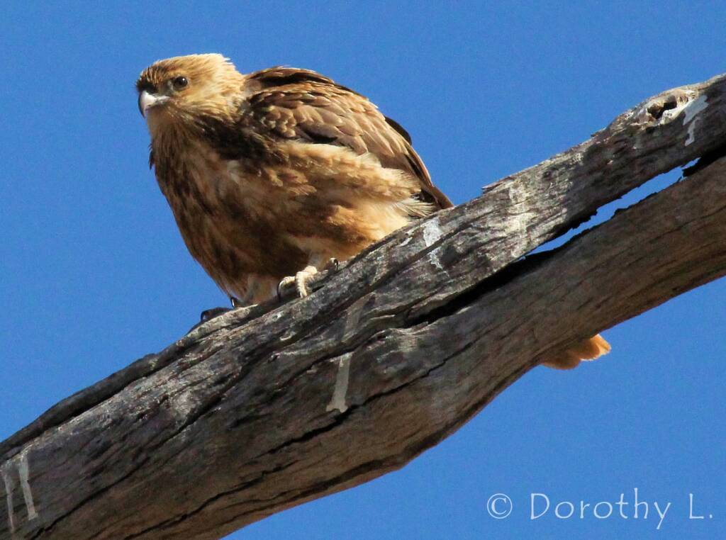 Whistling Kite (Haliastur sphenurus)