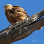 Whistling Kite (Haliastur sphenurus)