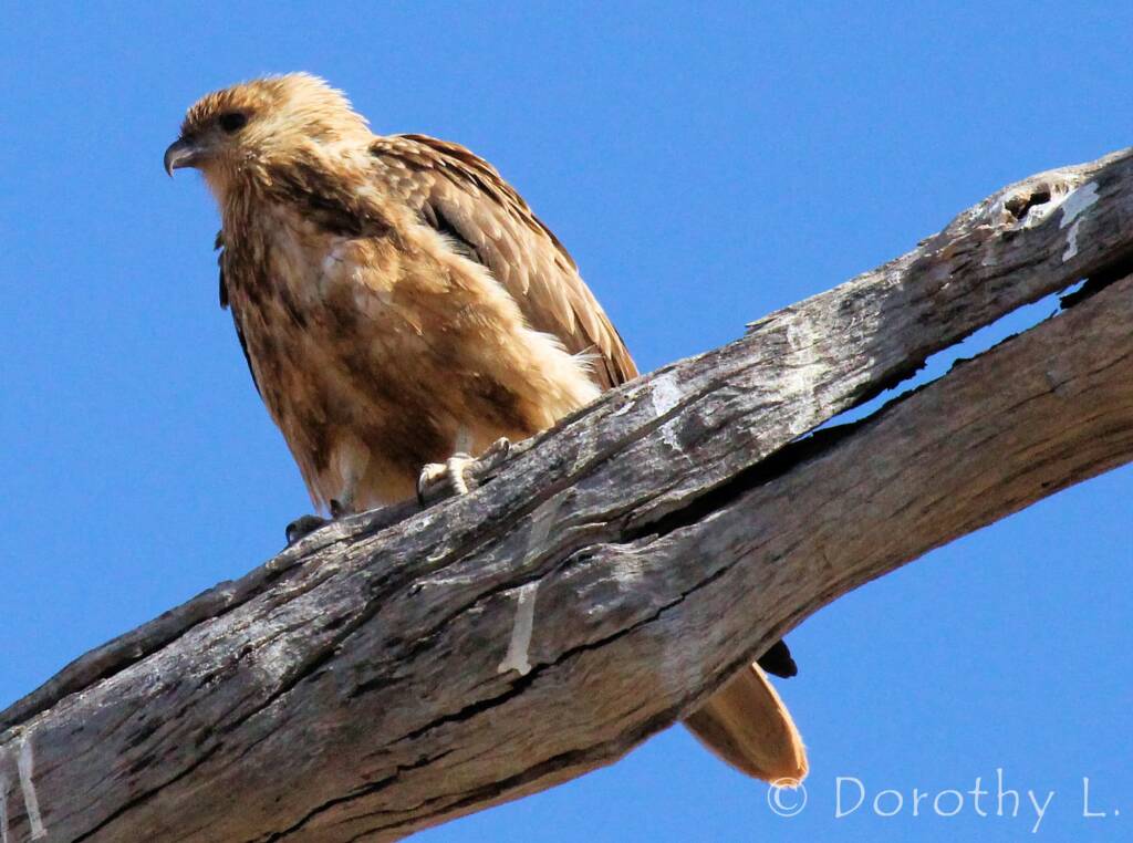 Whistling Kite (Haliastur sphenurus)