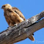 Whistling Kite (Haliastur sphenurus)