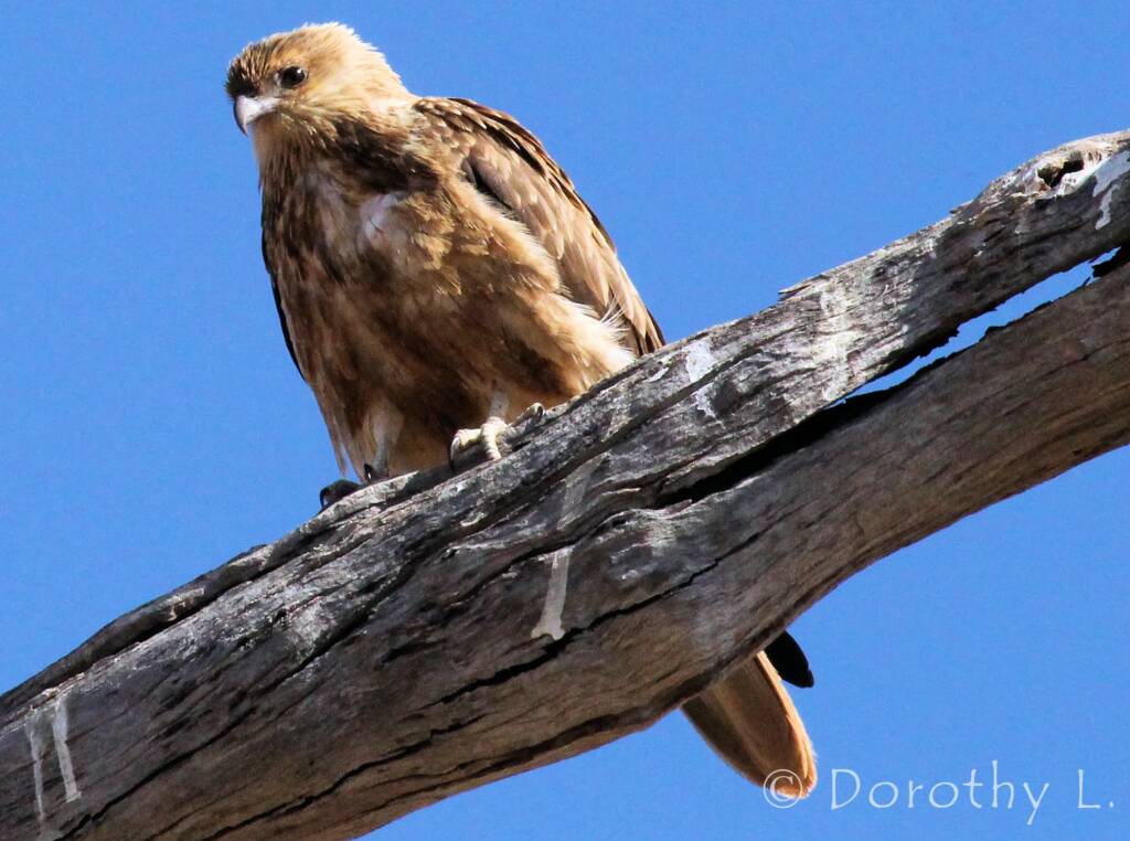 Whistling Kite (Haliastur sphenurus)