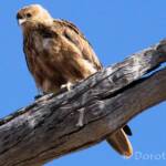 Whistling Kite (Haliastur sphenurus)