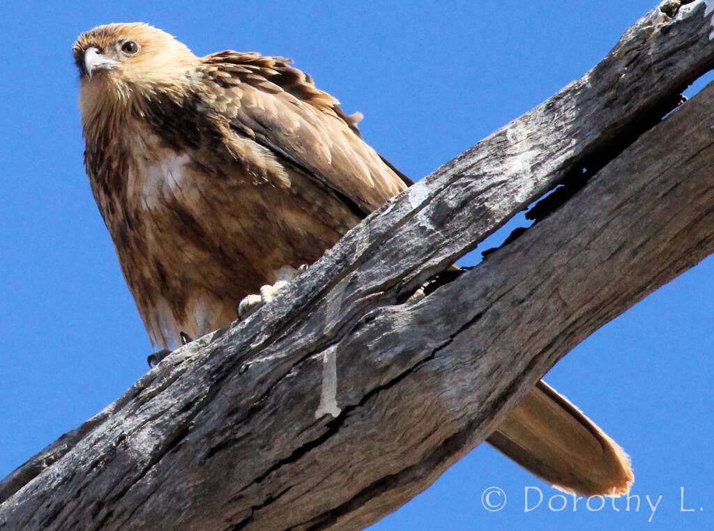 Whistling Kite (Haliastur sphenurus)