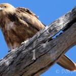 Whistling Kite (Haliastur sphenurus)
