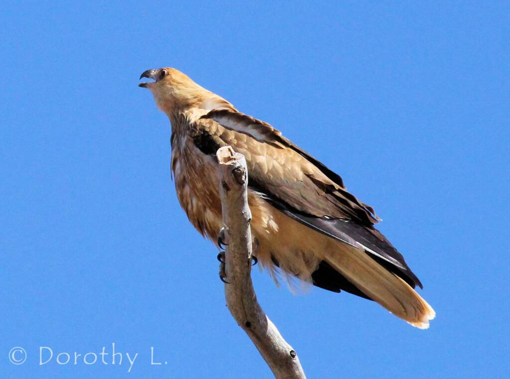 Whistling Kite (Haliastur sphenurus)