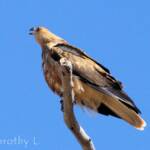 Whistling Kite (Haliastur sphenurus)