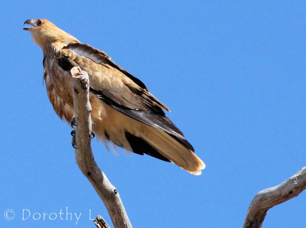 Whistling Kite (Haliastur sphenurus)