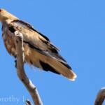 Whistling Kite (Haliastur sphenurus)
