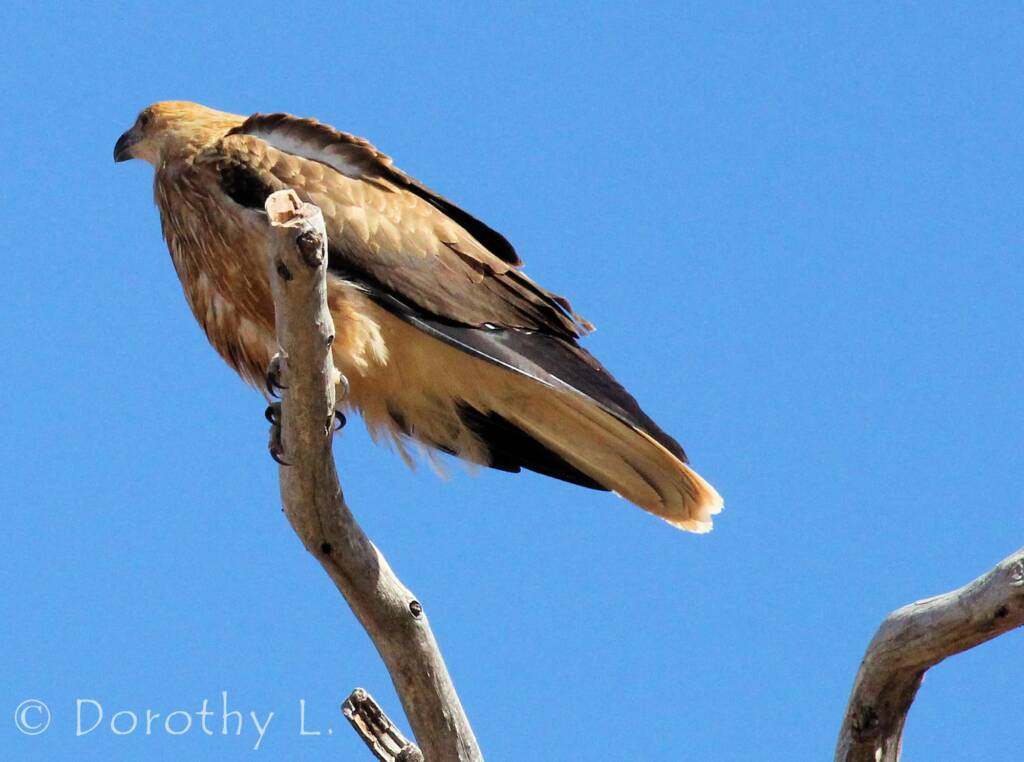 Whistling Kite (Haliastur sphenurus)