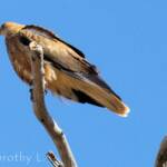 Whistling Kite (Haliastur sphenurus)