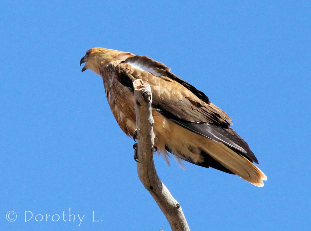 Whistling Kite (Haliastur sphenurus)