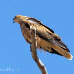 Whistling Kite (Haliastur sphenurus)