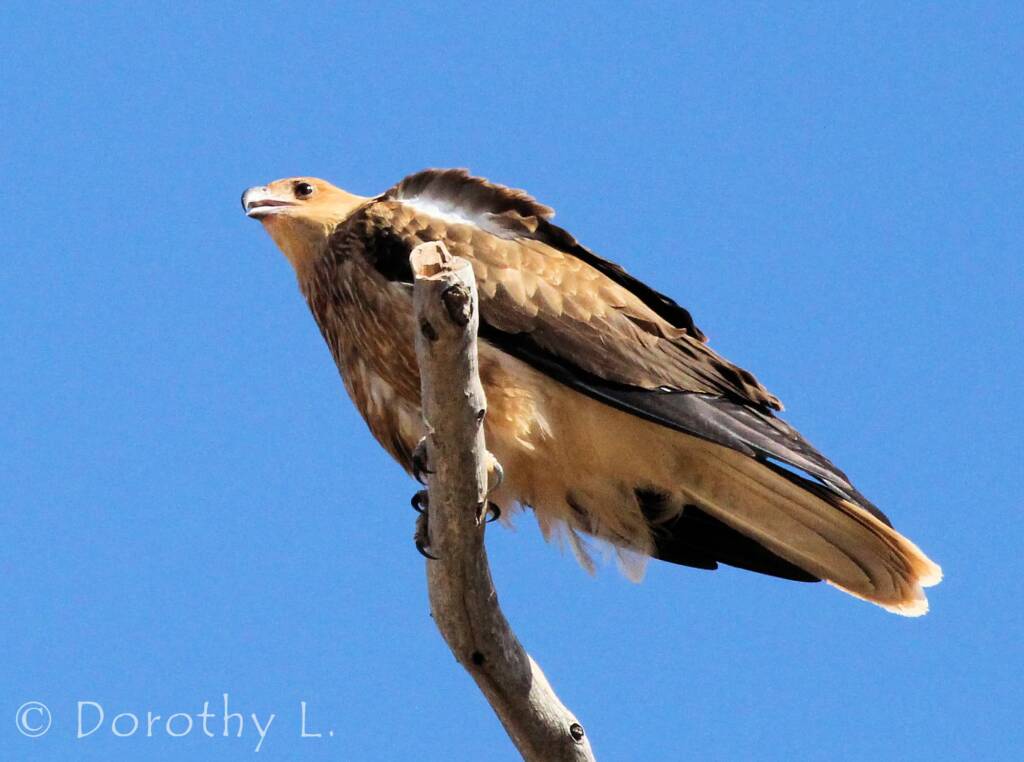 Whistling Kite (Haliastur sphenurus)