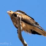 Whistling Kite (Haliastur sphenurus)