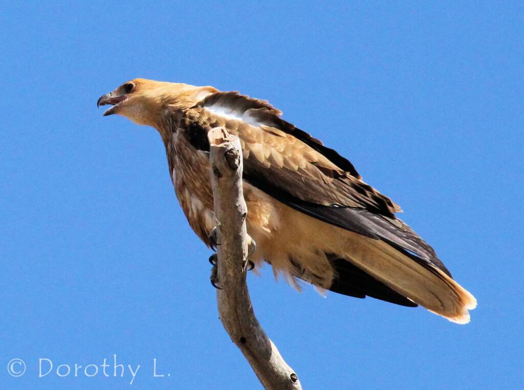 Whistling Kite (Haliastur sphenurus)