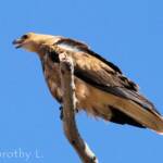 Whistling Kite (Haliastur sphenurus)
