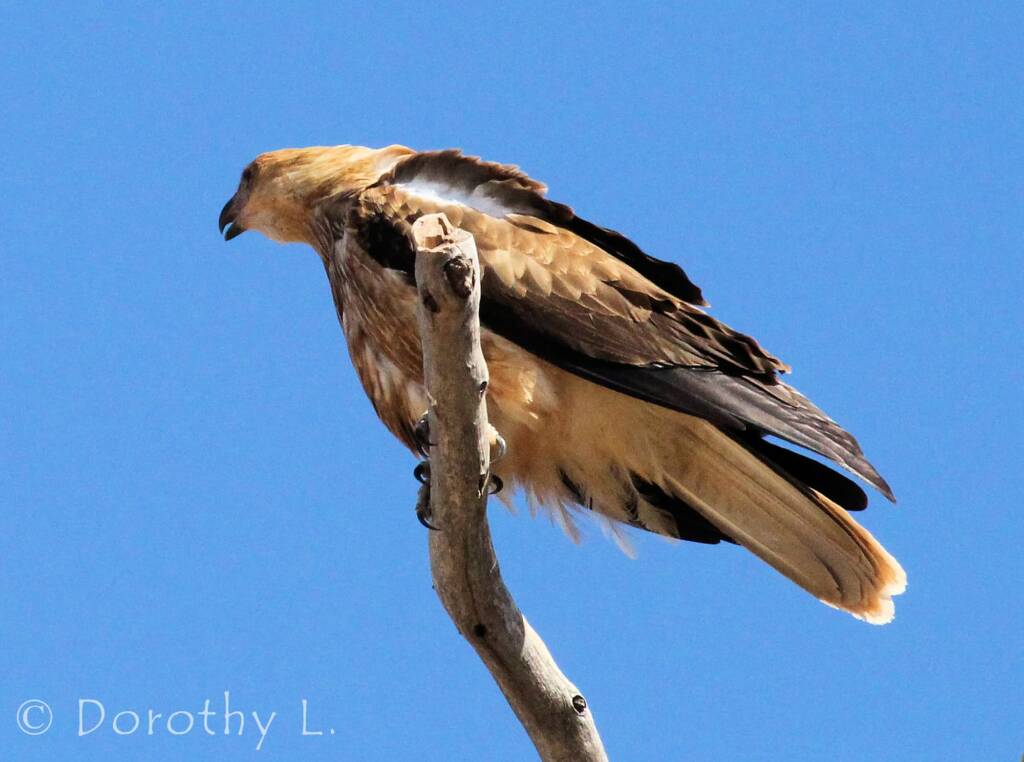 Whistling Kite (Haliastur sphenurus)