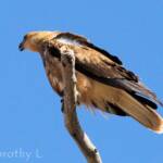 Whistling Kite (Haliastur sphenurus)