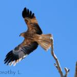 Whistling Kite (Haliastur sphenurus)