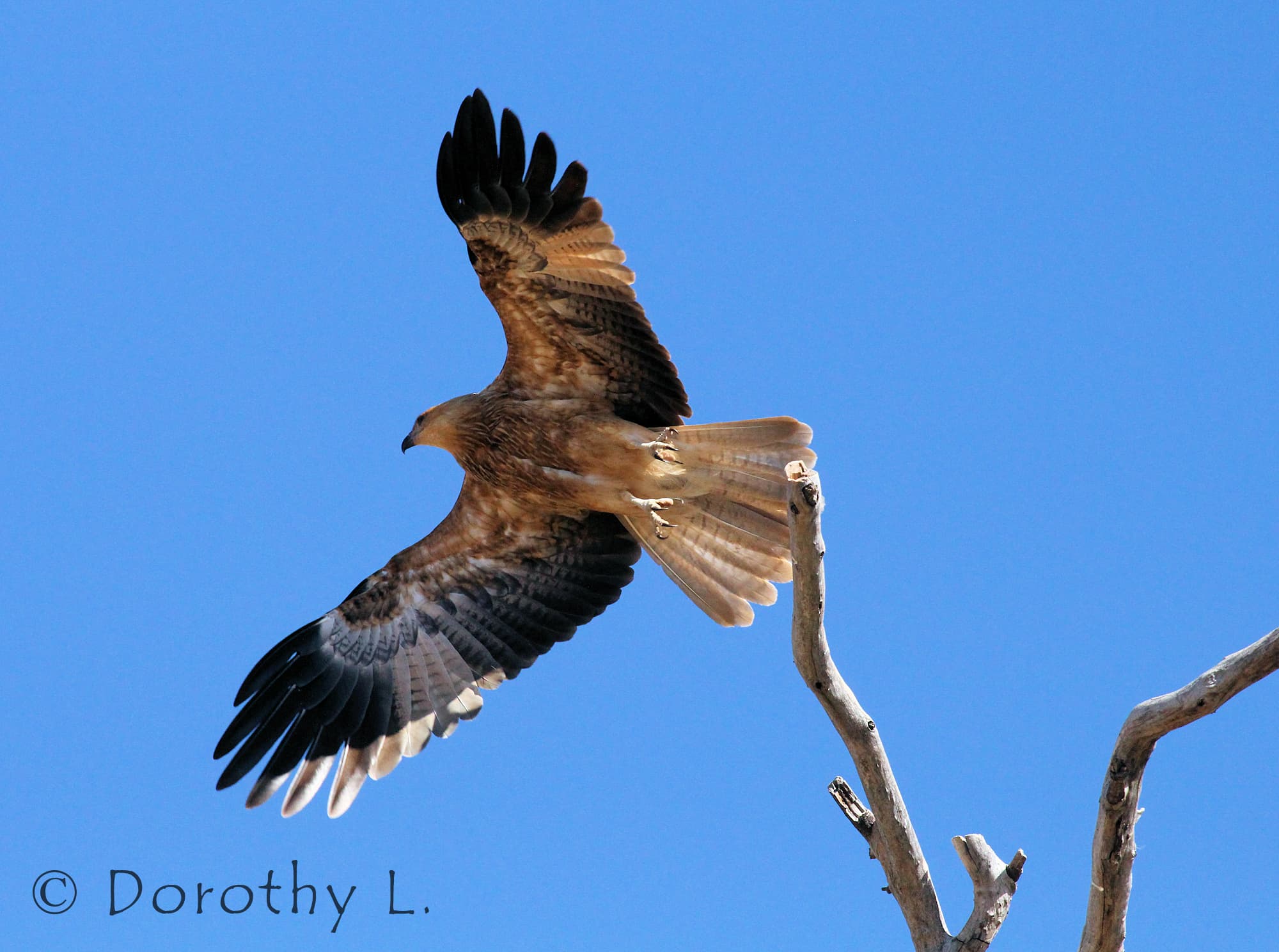 Whistling Kite (Haliastur sphenurus)
