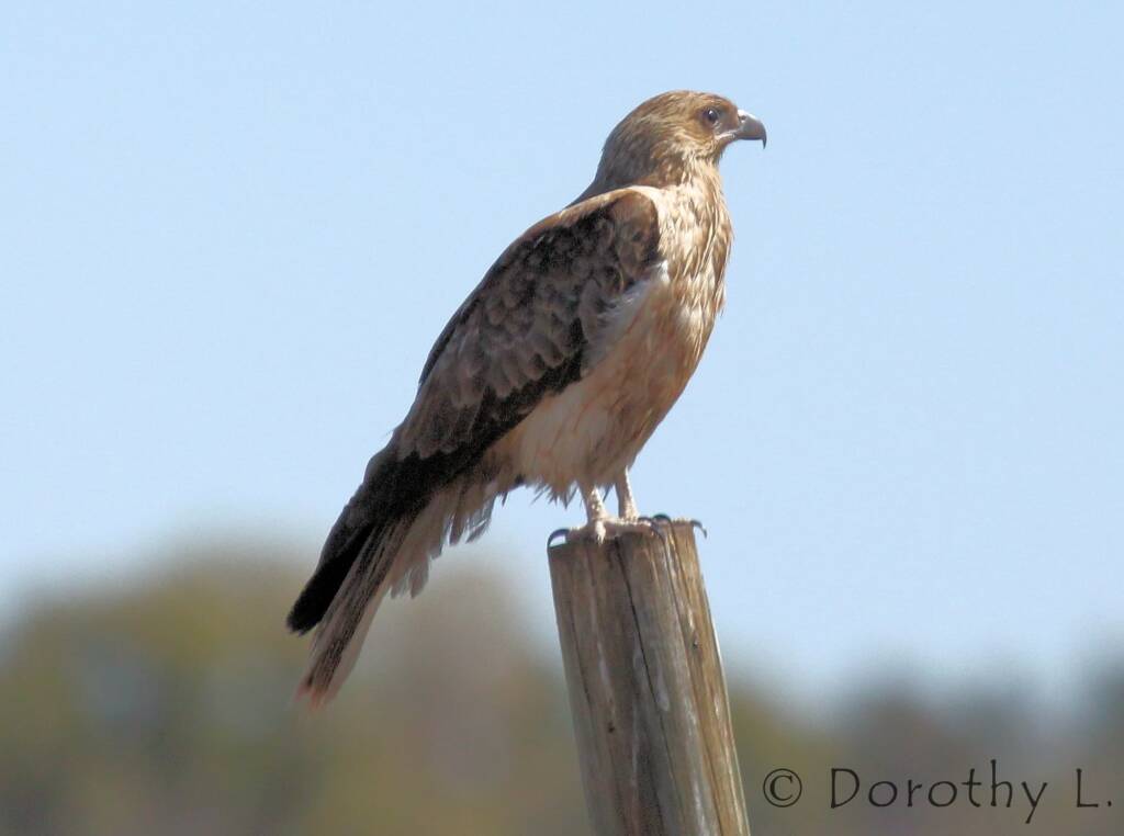 Whistling Kite (Haliastur sphenurus)