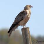Whistling Kite (Haliastur sphenurus)