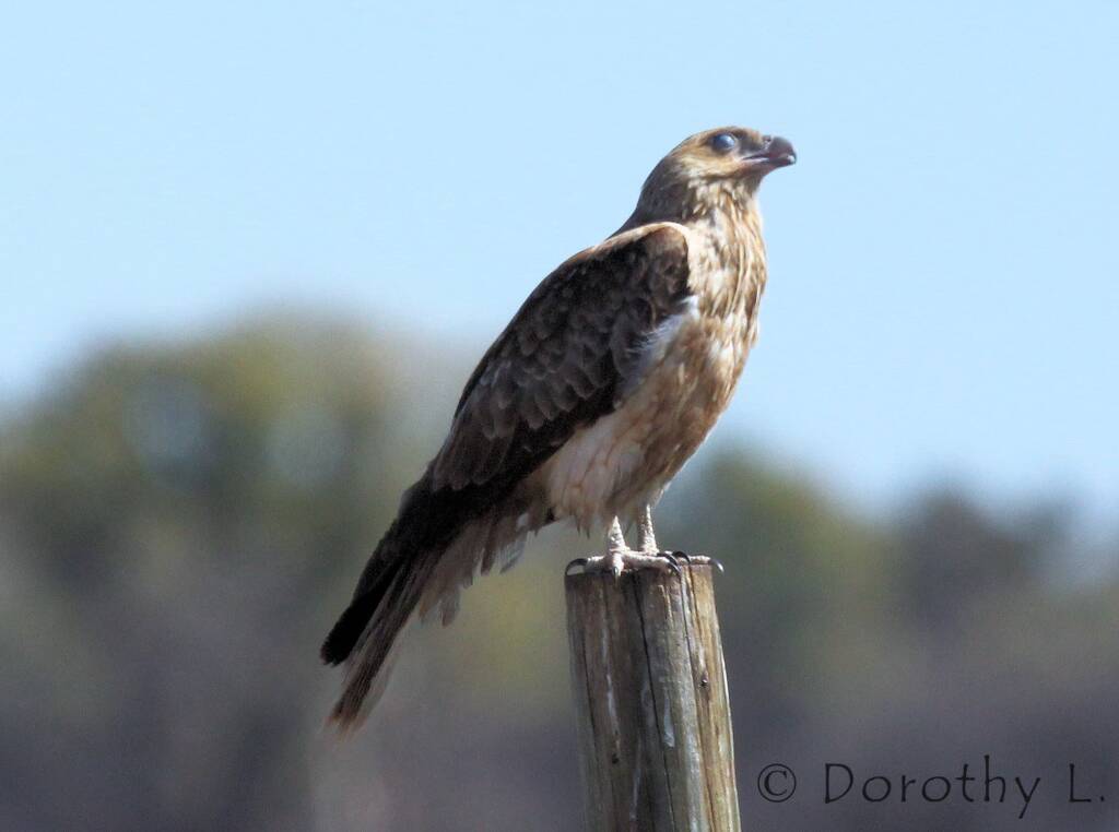 Whistling Kite (Haliastur sphenurus)