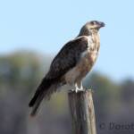 Whistling Kite (Haliastur sphenurus)