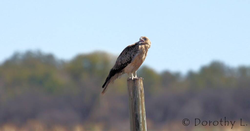 Whistling Kite (Haliastur sphenurus)