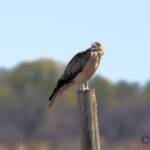 Whistling Kite (Haliastur sphenurus)