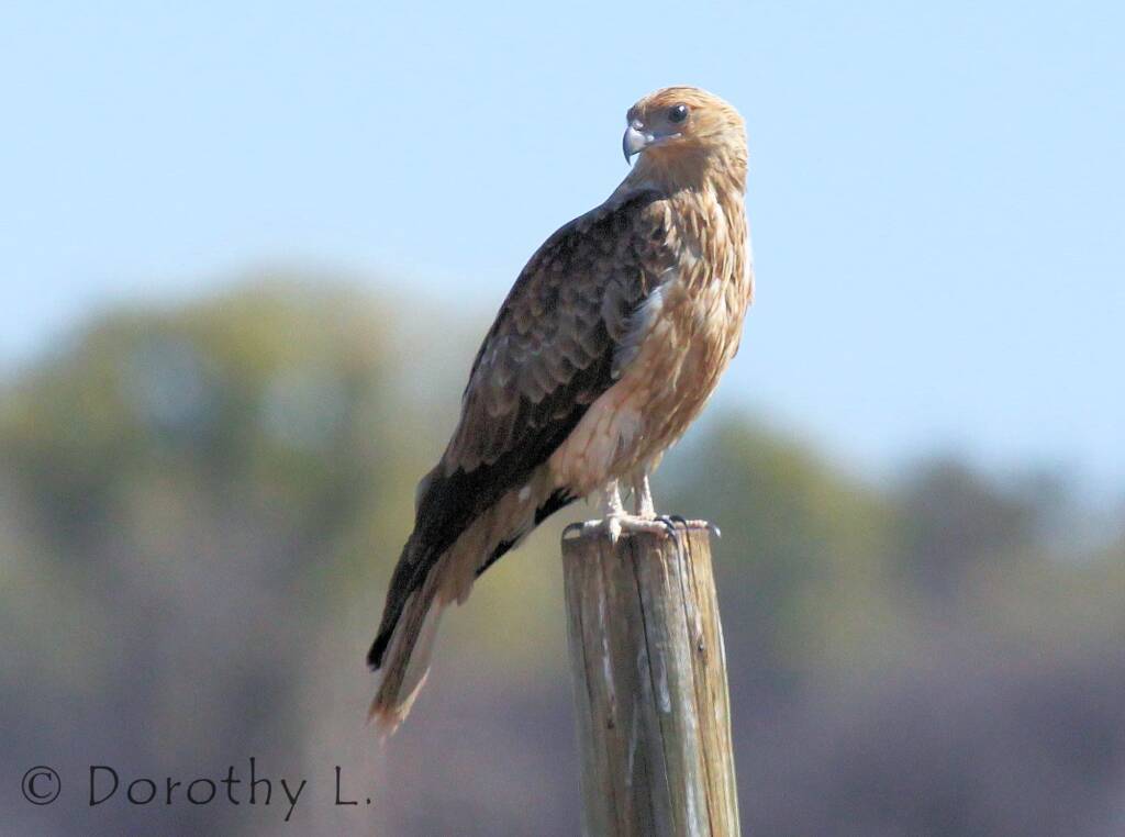 Whistling Kite (Haliastur sphenurus)