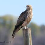 Whistling Kite (Haliastur sphenurus)