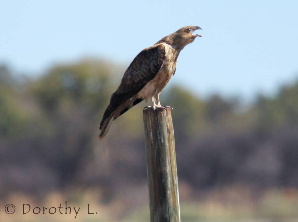 Whistling Kite (Haliastur sphenurus)