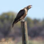 Whistling Kite (Haliastur sphenurus)